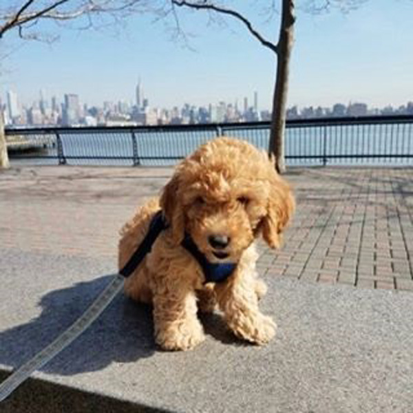 Hudson Puppy On The Hudson River