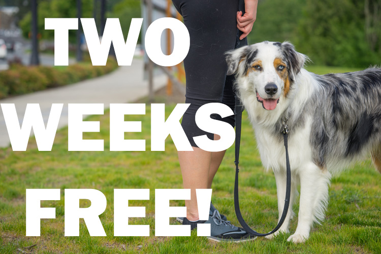 Two Weeks Free! Special Offer from SNIFF