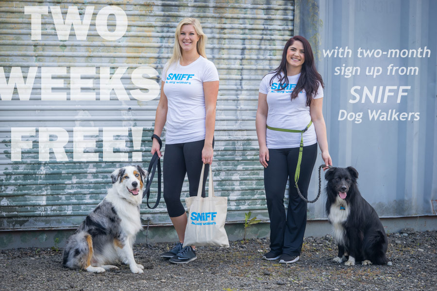 Special Free Dog Walking Offer From SNIFF Dog Walkers